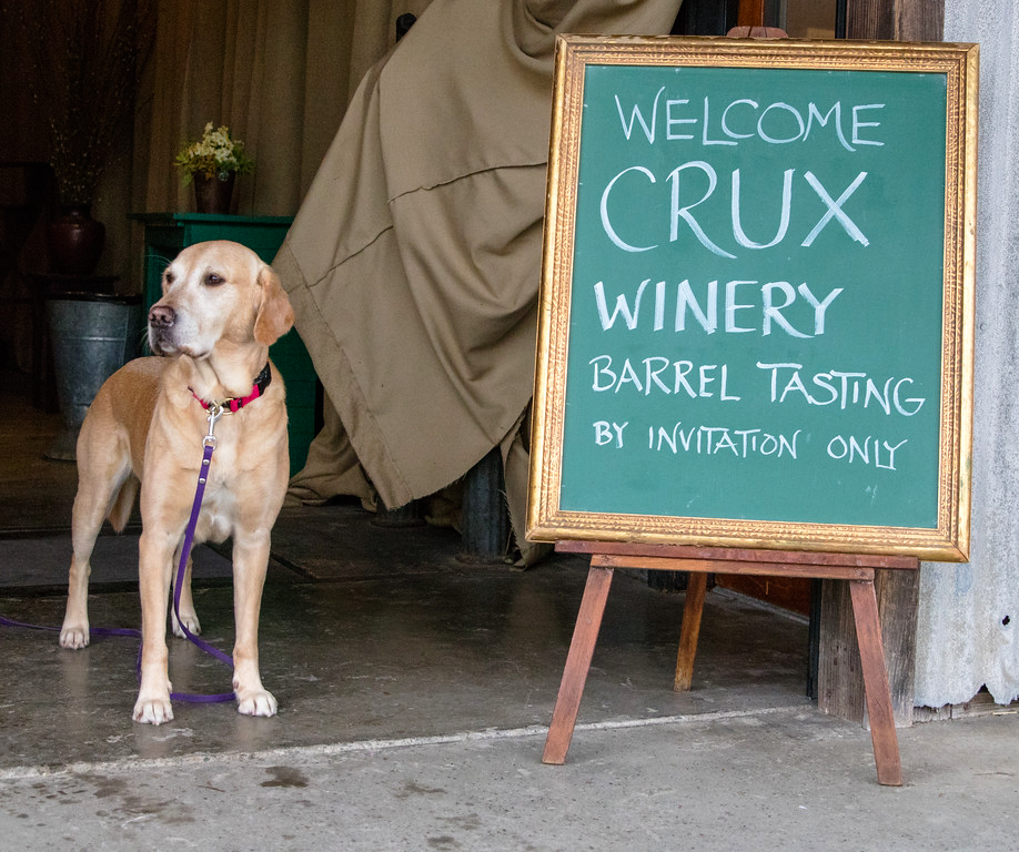 larry the dog welcomes guests at crux winery in russian river valley