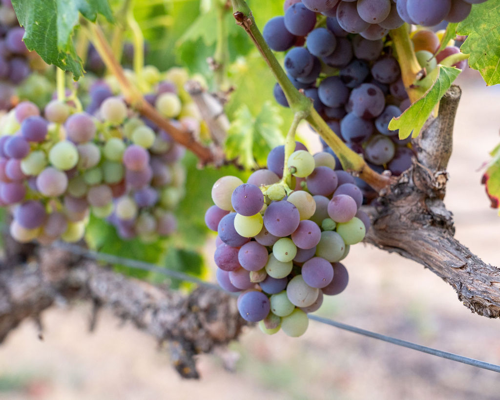 grenache vineyard tour